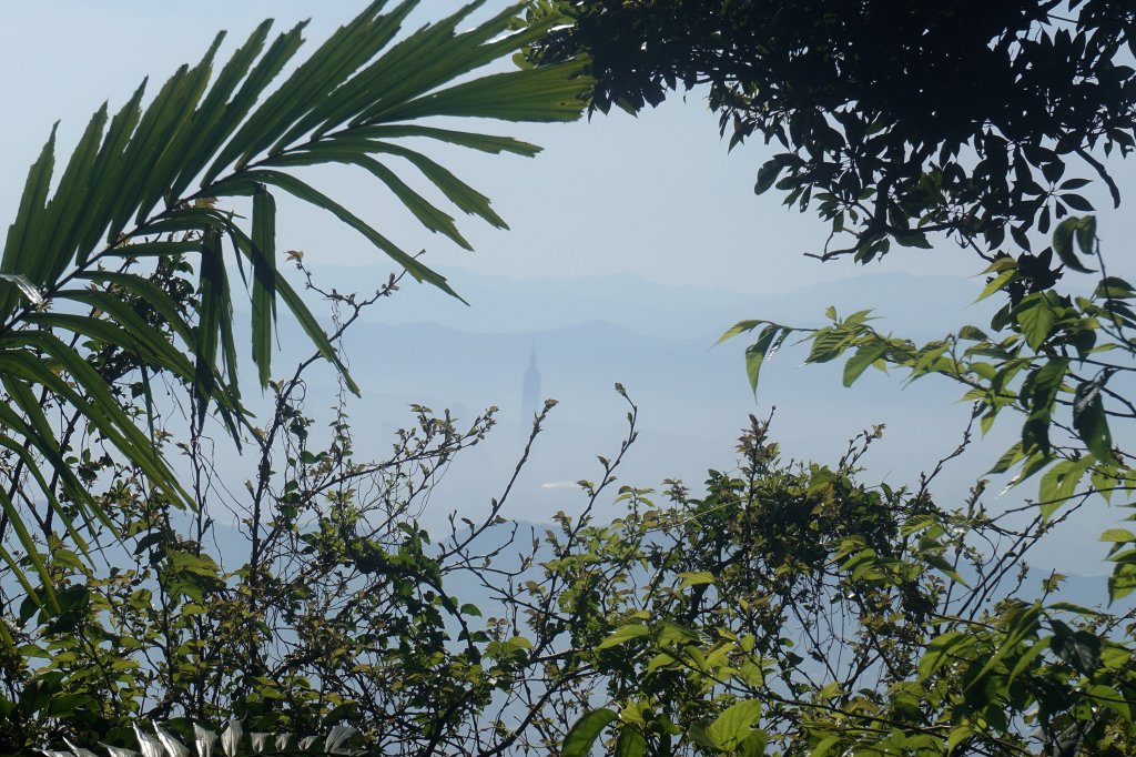 大屯山系｜彌陀山、青楓步道_1282616