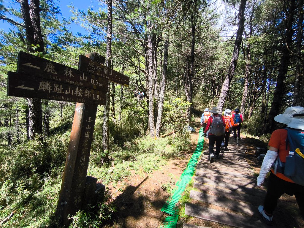 2025-08-24 塔塔加-大鐵杉-鹿林山莊-鹿林前山-鹿林山-黑森林-玉山登山口-上東埔_2869115