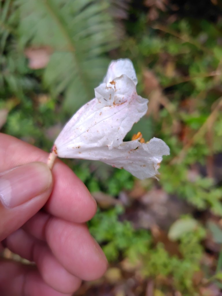 姑子崙山_2759216