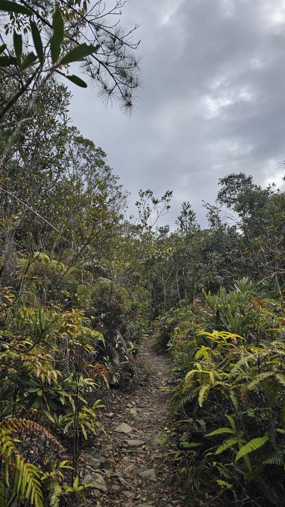 【中級山經典：水社大山、水社主峰】🥾4小時53分的征途，汗水與意志的考驗。_2982568