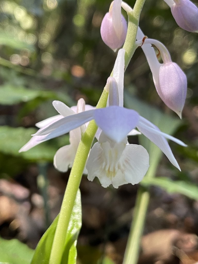 2020/03/12 那結山＆貴妃山 O形縱走_1650307