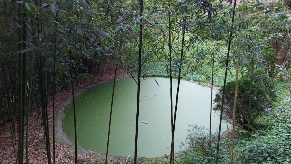 小百岳NO.5觀音山 牛港稜步道  硬漢嶺   楓櫃斗湖登山步道_2090143