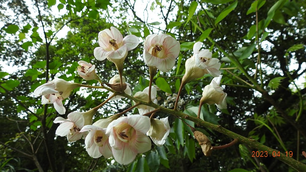 邂逅江湖傳說已久鐘萼木(據說冰河孓遺植物)，再見差強人意的月光/日出雲海_2120404