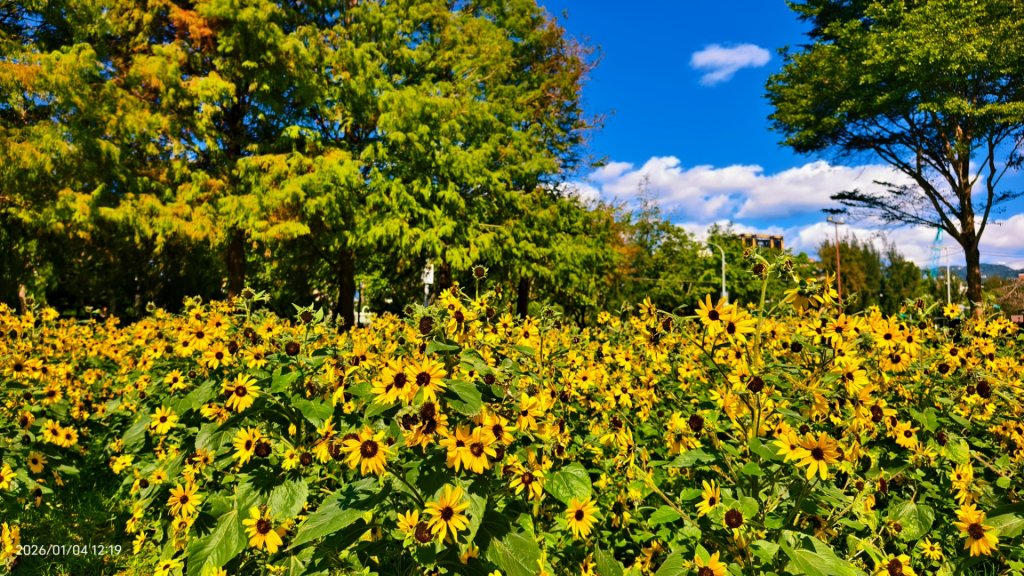 #花卉試驗中心 #永公路500巷 #平菁街42巷 #原住民公園 #士林官邸 1/4_2976509