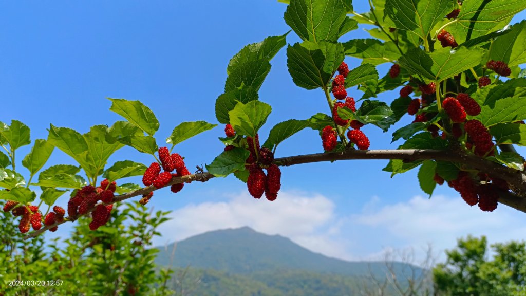 陽明山上墨染櫻大爆發_2457677