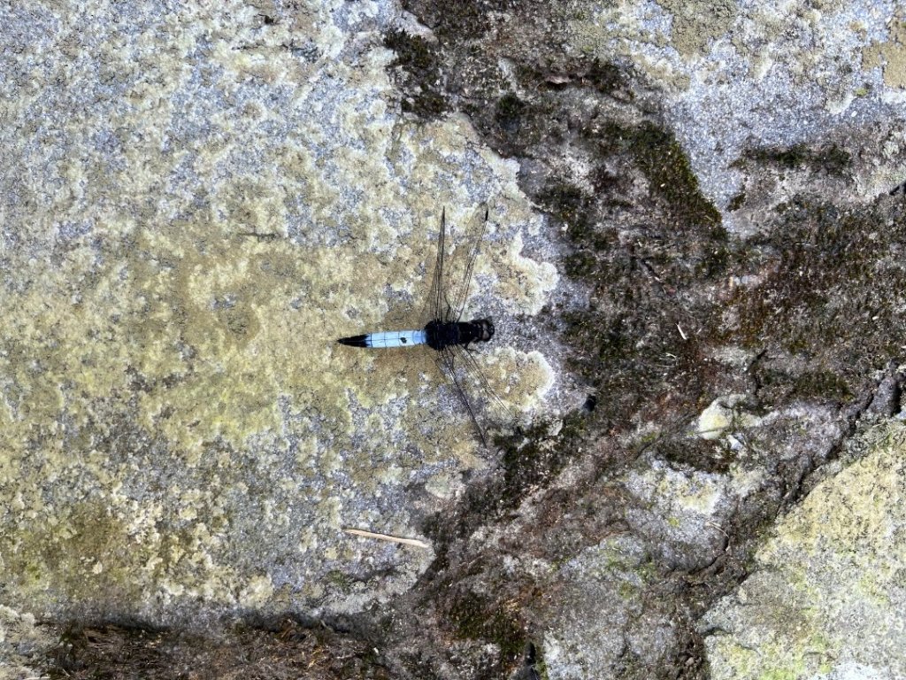 冷水坑-七星山東峰-苗圃封面圖