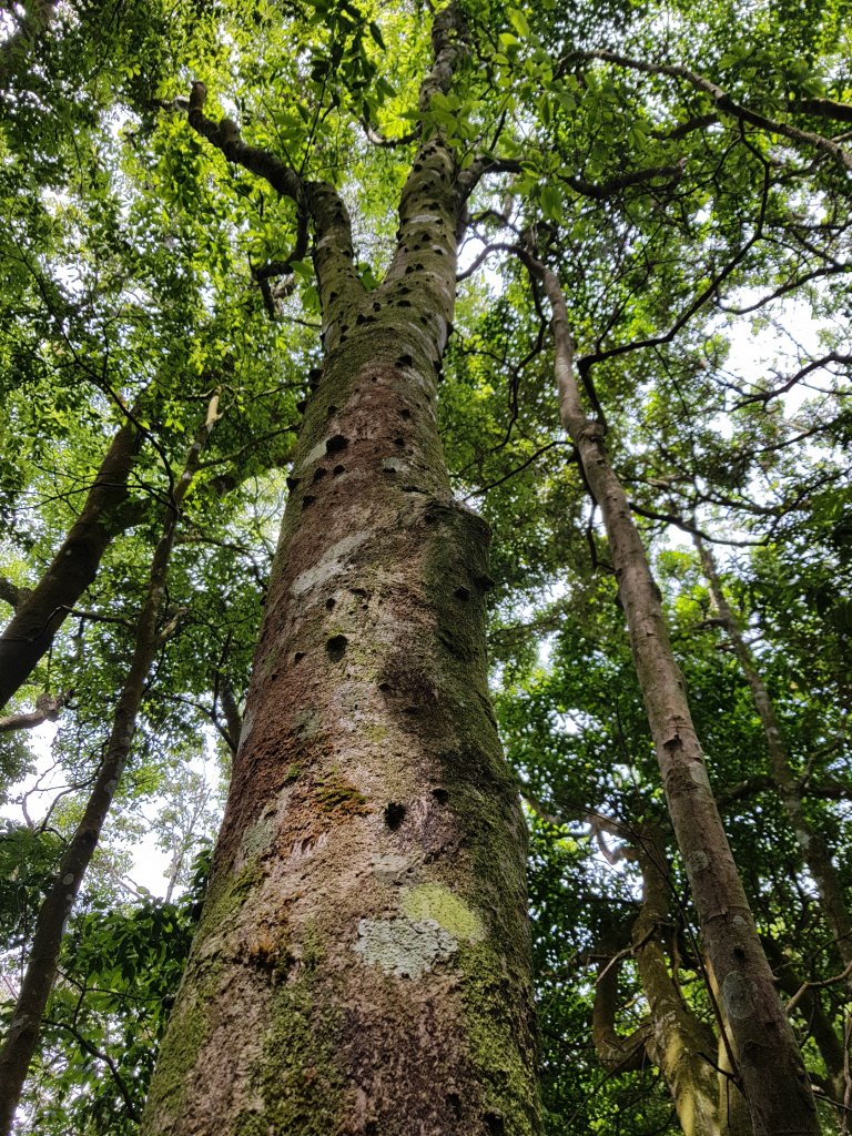 復興三尖之那結山_1423081