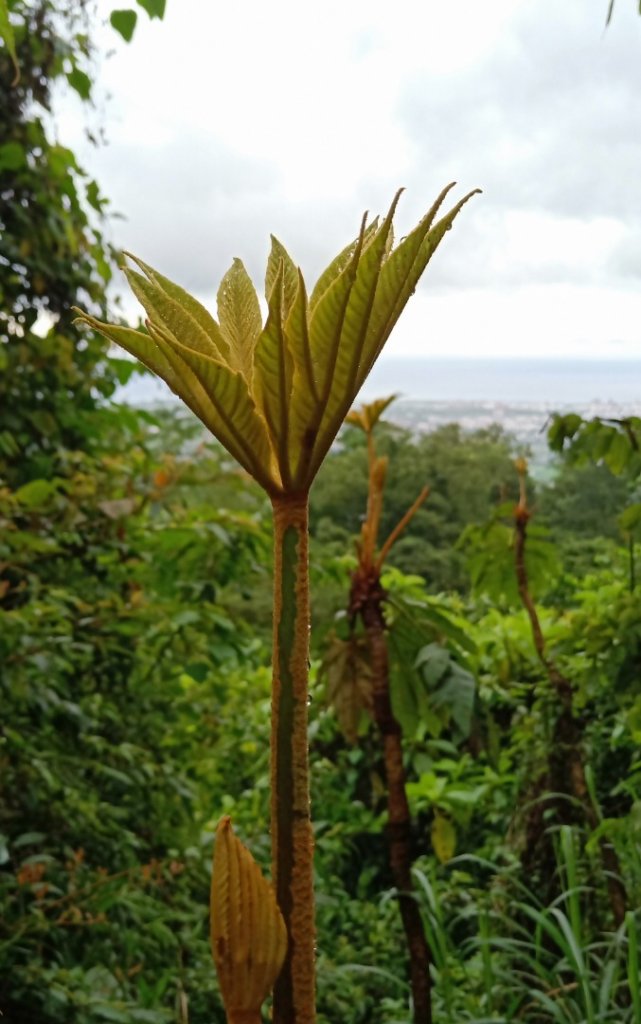 步道巡訪員 l 佐倉步道4月巡訪日誌_905788