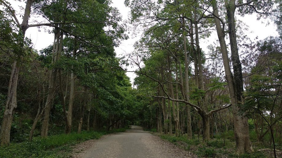 2020 4/6 三汀山_904945