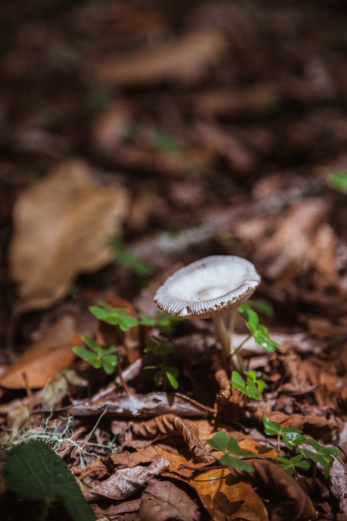 20200704-[台東] 戒茂斯山下新武呂溪_1634387