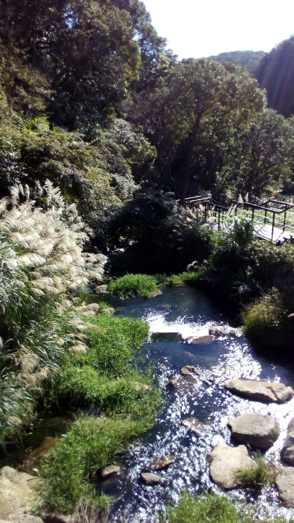 中正山．青楓步道．竹子湖_93727