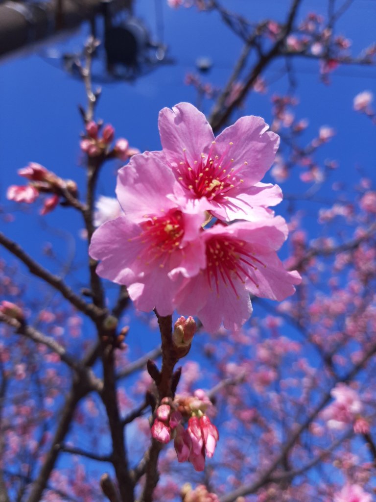 最美浪漫櫻花道 • 賞花微旅行_802269