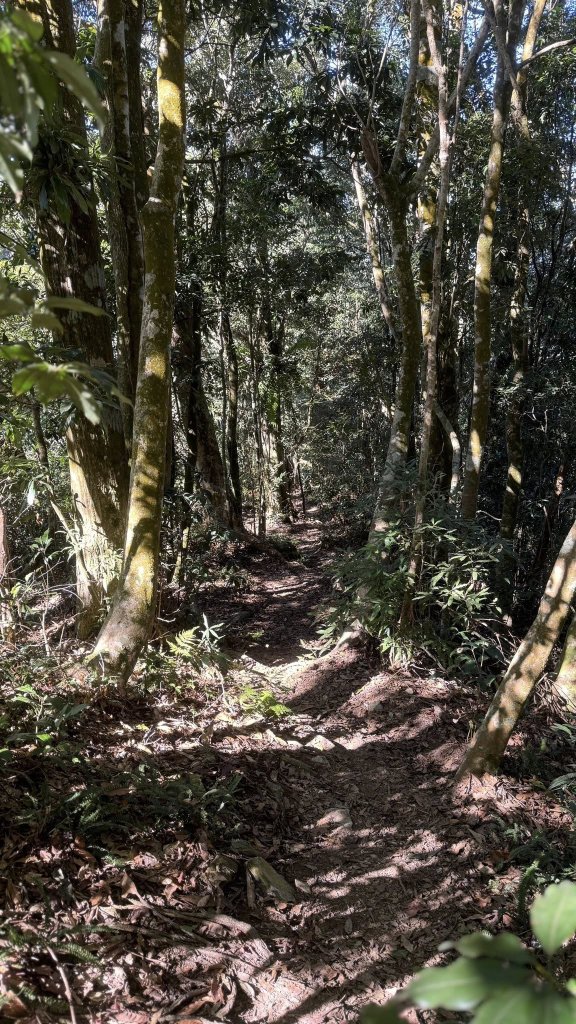 20260214 小百岳藤枝山_3002992