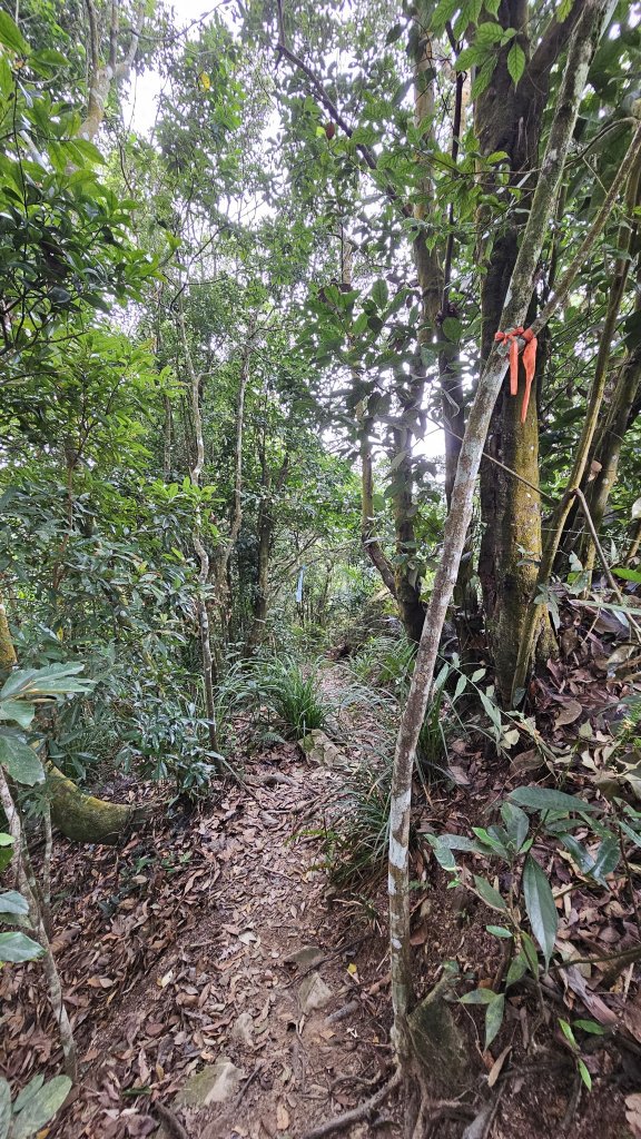 【稜線瘦如刀鋒，山形橫亙如屏風】解鎖第55座小百岳 #045 大橫屏山_2932881