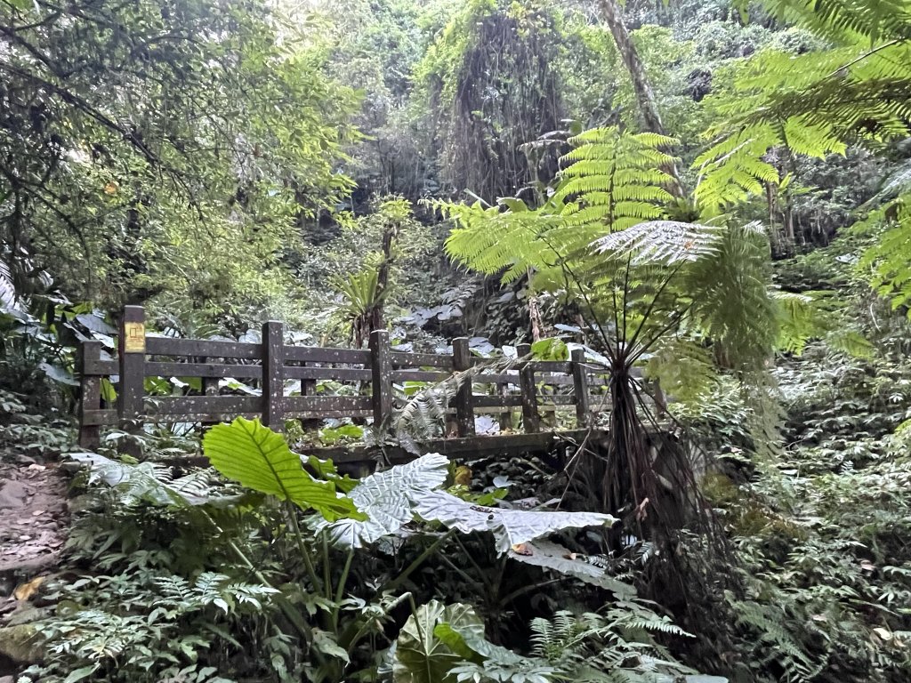 小百岳編號30-五指山112.11.04(原路折返)_2336911