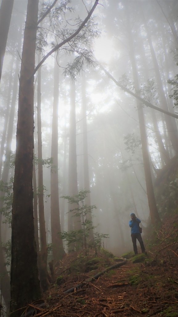 【樂山林道】鐵道遺跡、尤命神木、鹿坑山_1650778