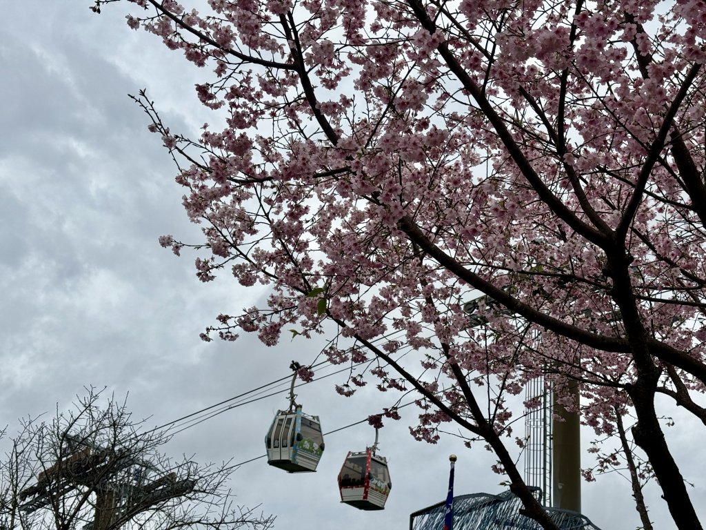 指南宮賞櫻封面圖