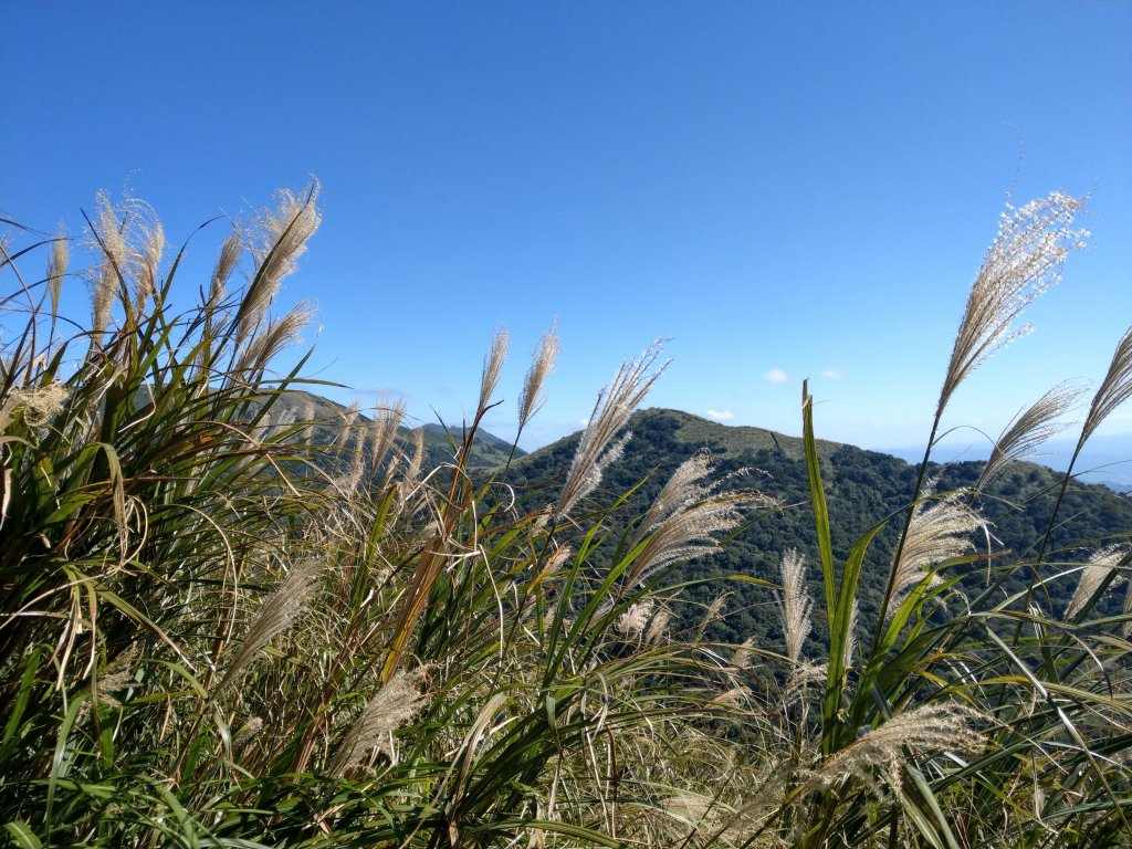 面天山、向天山賞芒行_736972