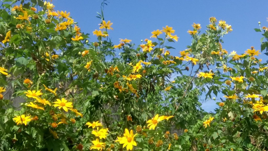 灣坑頭山（小百岳）_466827