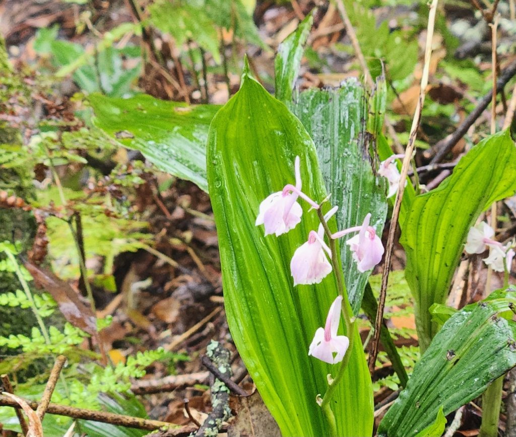 【中級山縱走】魯壁山，東穗山，大島田山，宇老觀景台_2771675