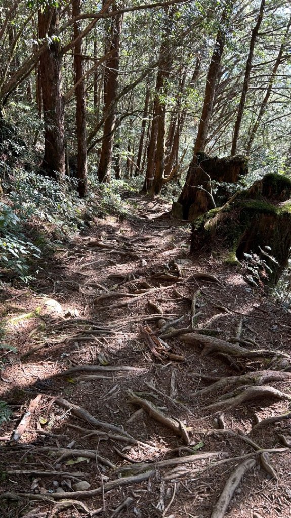 大同加羅湖穆魯洛亞滬庫霞四季警備道_2748269