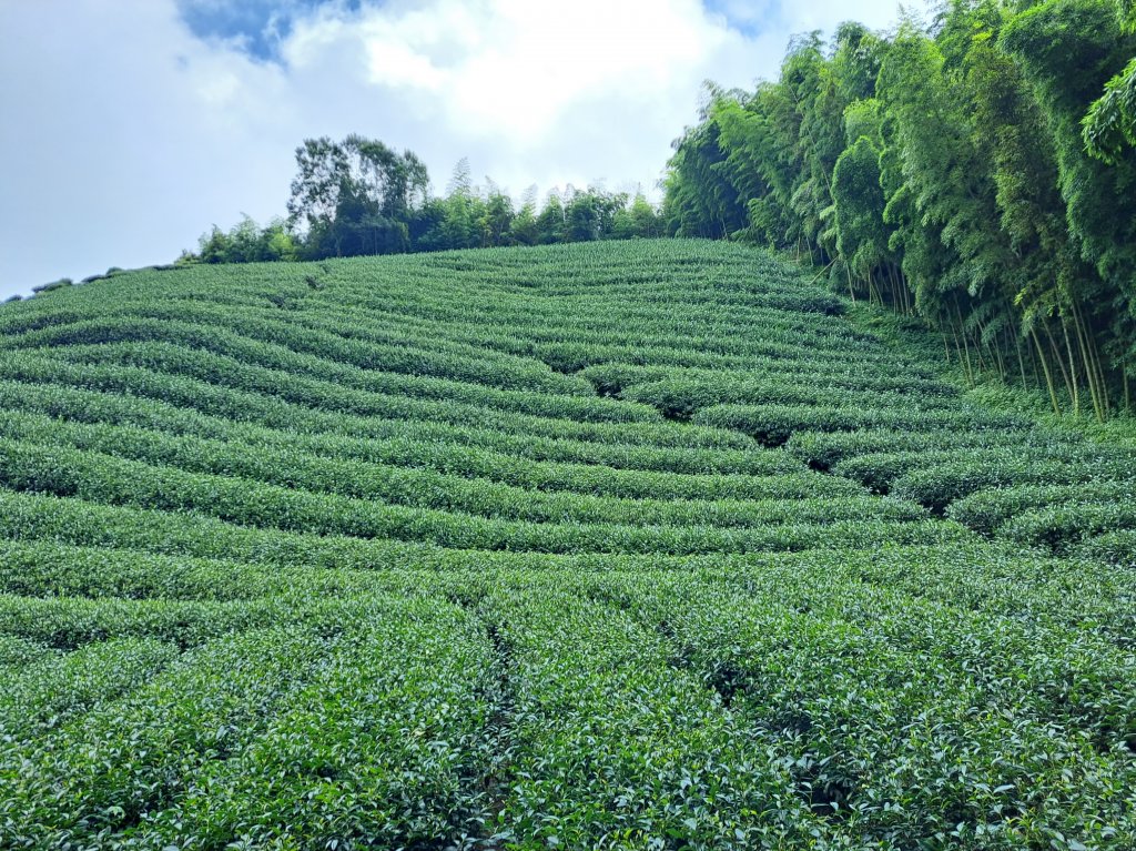 鹿谷小半天七連峰O型走封面圖