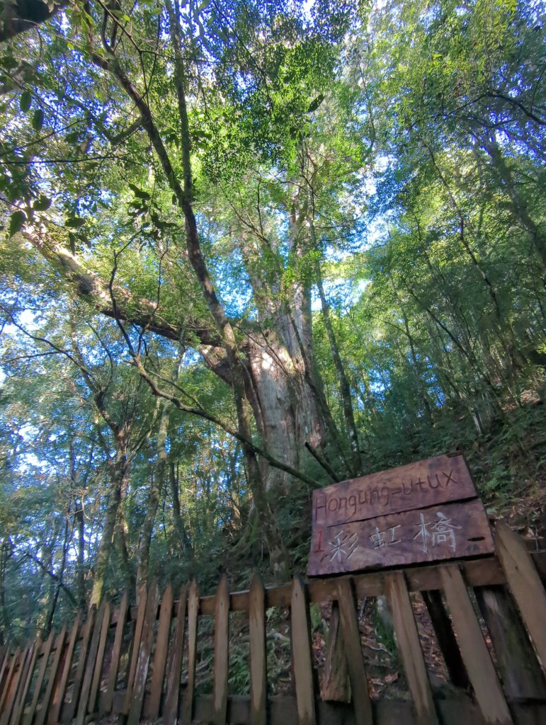 2026.01.03－鎮西堡B區神木群封面圖