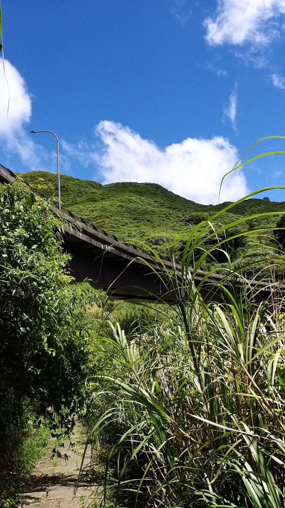 230716-小百岳#001大屯山。美美兔感謝「泰利」外圍環流，許了大屯主峰一個艷陽颱風天，景緻絕美_2222779