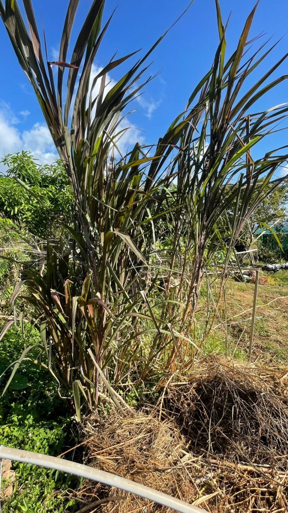 台北｜北投 十八拐圳步道、東昇步道_1518619
