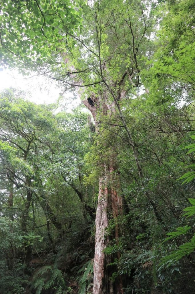 〔桃園復興〕拉拉山巨木，史詩級魔幻森林，75公頃紅檜 扁柏森林浴_2236976
