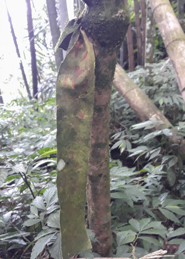 竹崎九連環天王風華再現~雲嘉連峰2.0版_1106604