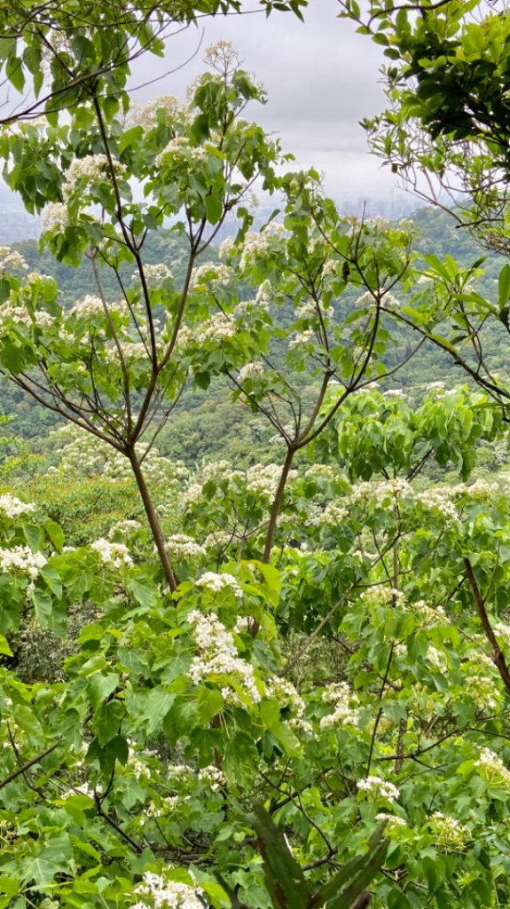 環台北天地線第十段—三峽至新店_1695600