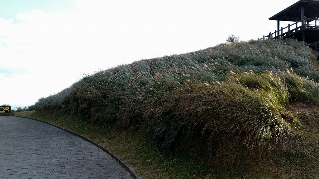 20191208 桃源谷步道(灣坑頭山)_817754