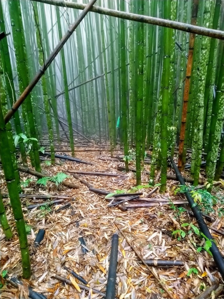 屯野生台山、石麻達山封面圖