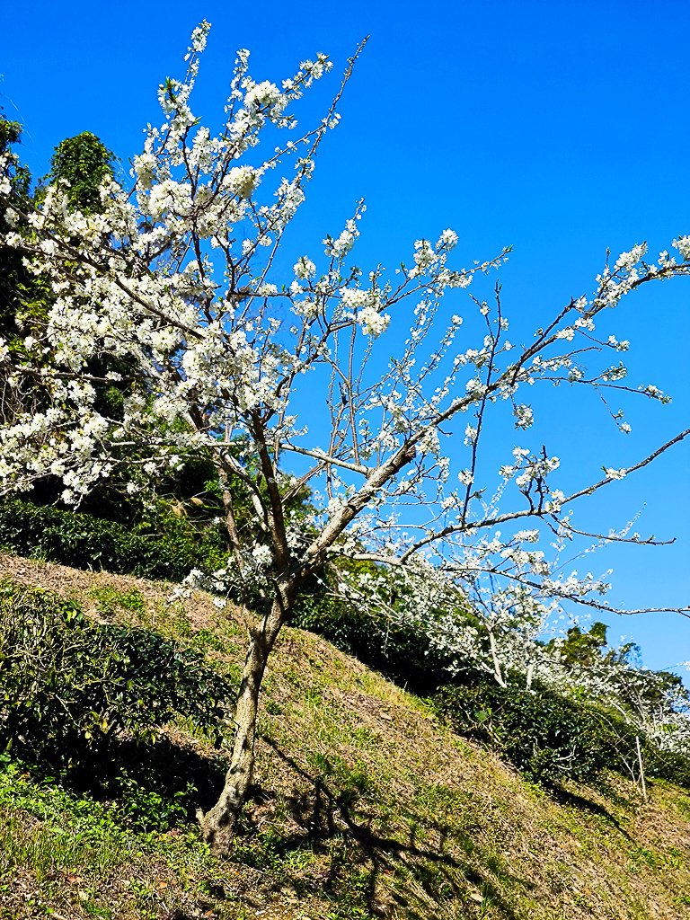 2025-02-16 巴蜈縱走_2714324