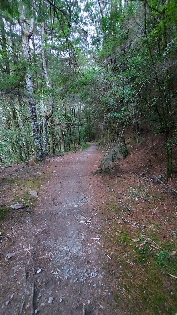 111/07/23畢羊縱走DAY 1(大禹嶺-820林道-畢祿山-鋸東山屋)_1777399