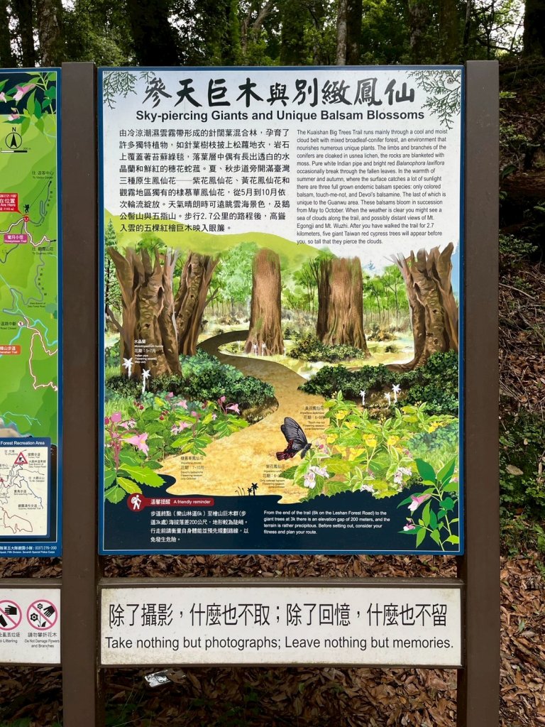 新竹 五峰 觀霧國家森林遊樂區 蜜月小徑+檜山巨木群步道_2811450