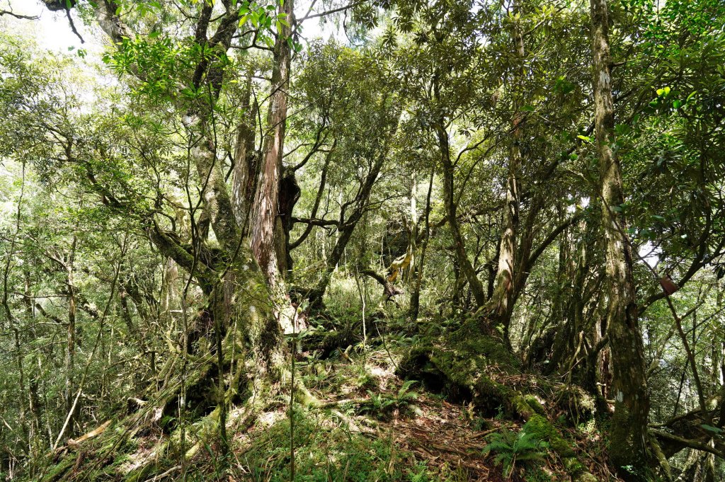 新北 烏來 山車廣山、檜山_2567384