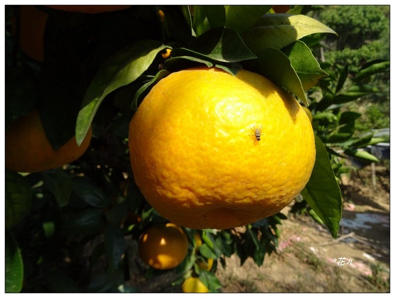 泰安登山步道/縱走后里車站_1277066