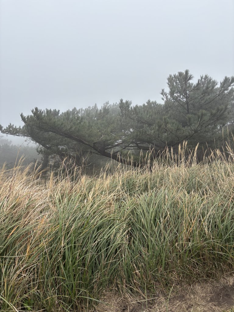 陽明山東西大縱走-東段_2984557