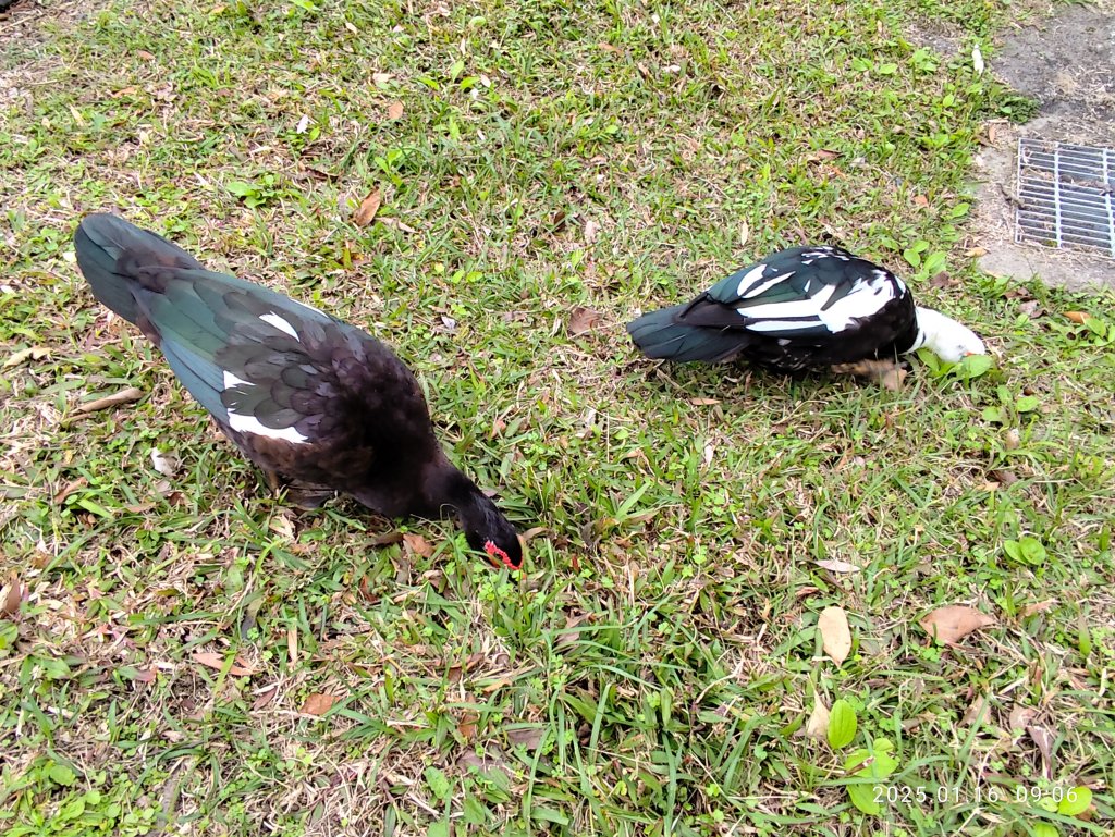 4-1 國立臺灣大學校園巡禮_2691902