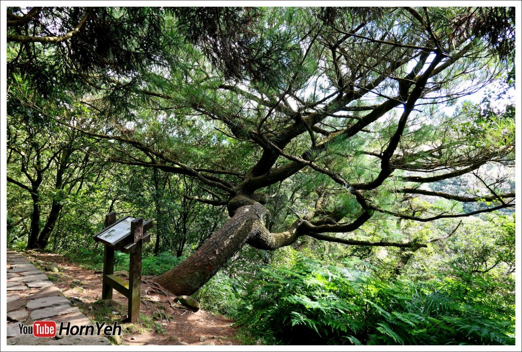 擎天崗系列步道_2372501