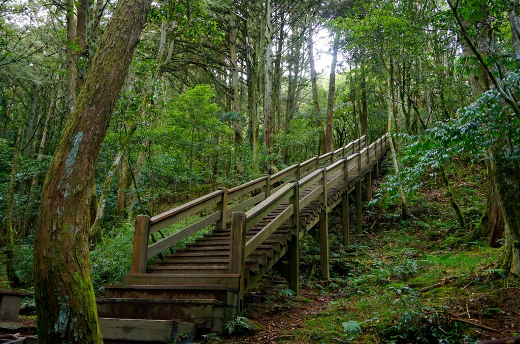 檜山巨木森林步道_481571