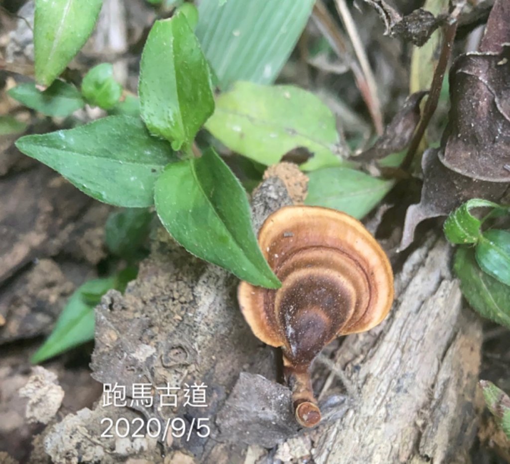 步道巡訪員 l 跑馬古道第9巡 +秘境_1089471