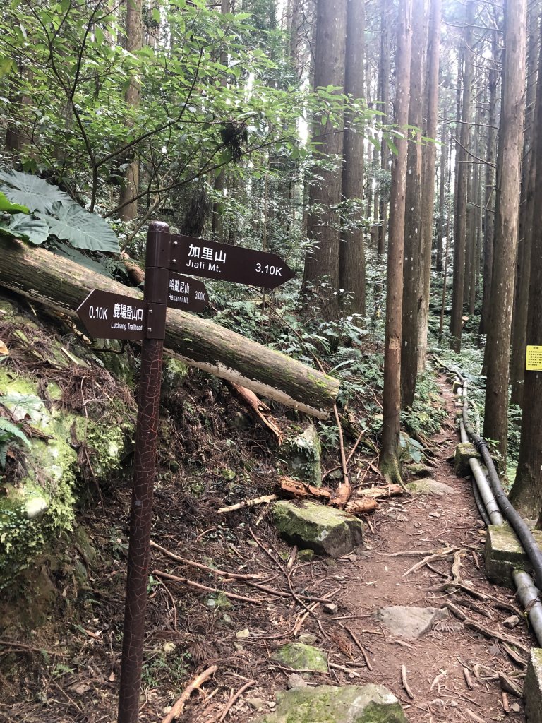 加里山登山步道（鹿場登山口啟登）_721514