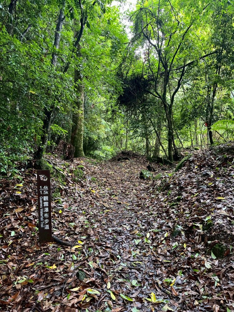 新竹 五峰 觀霧國家森林遊樂區 觀霧瀑布步道+賞鳥步道_2811429