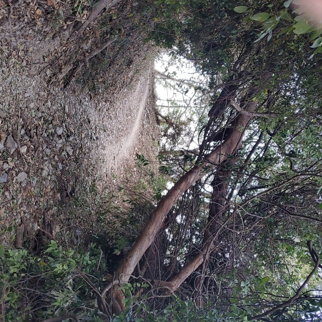 步道巡訪員│初春的尾寮山（沒有春雨）是燥熱_871846