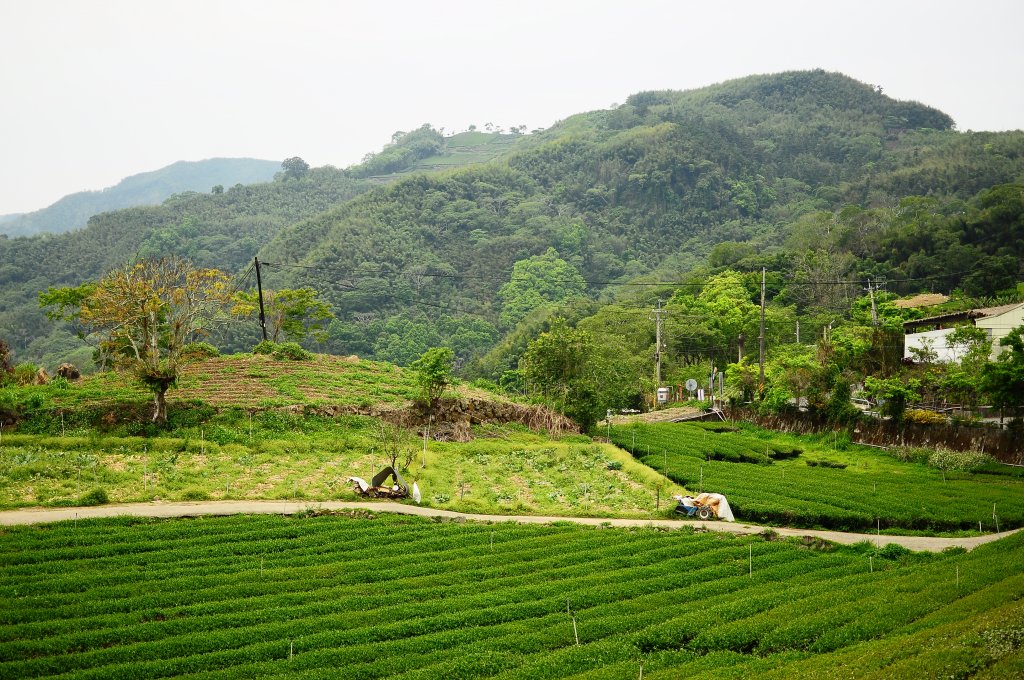 鄒族雅吾瑪斯步道_916860