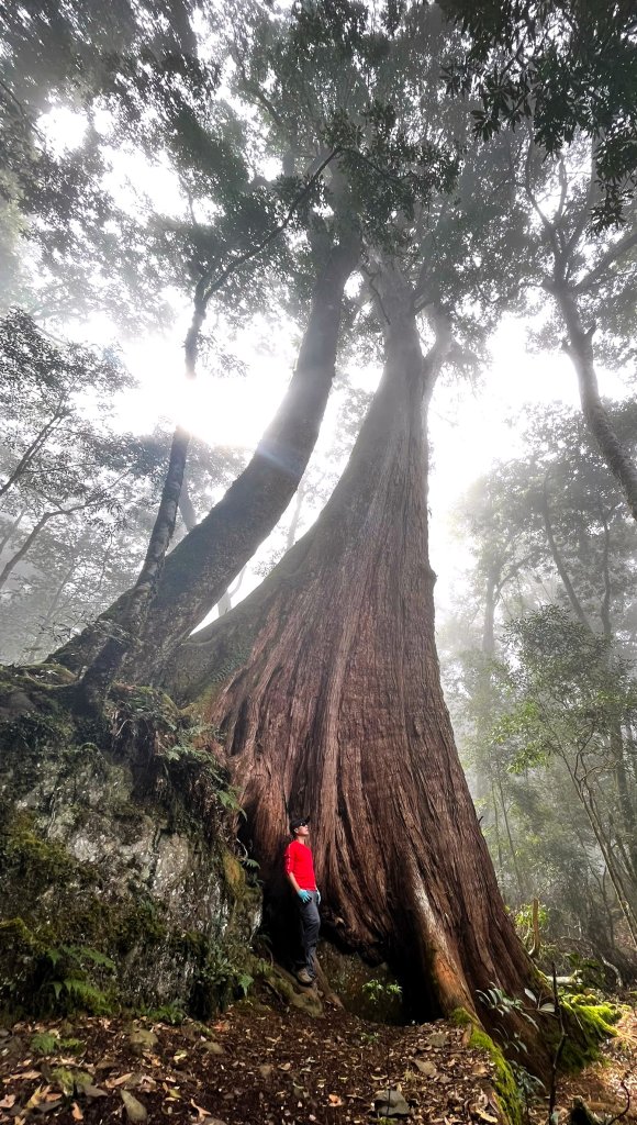尋幽訪古遊走千年巨木和幻霧美森的樂山林道_2882329