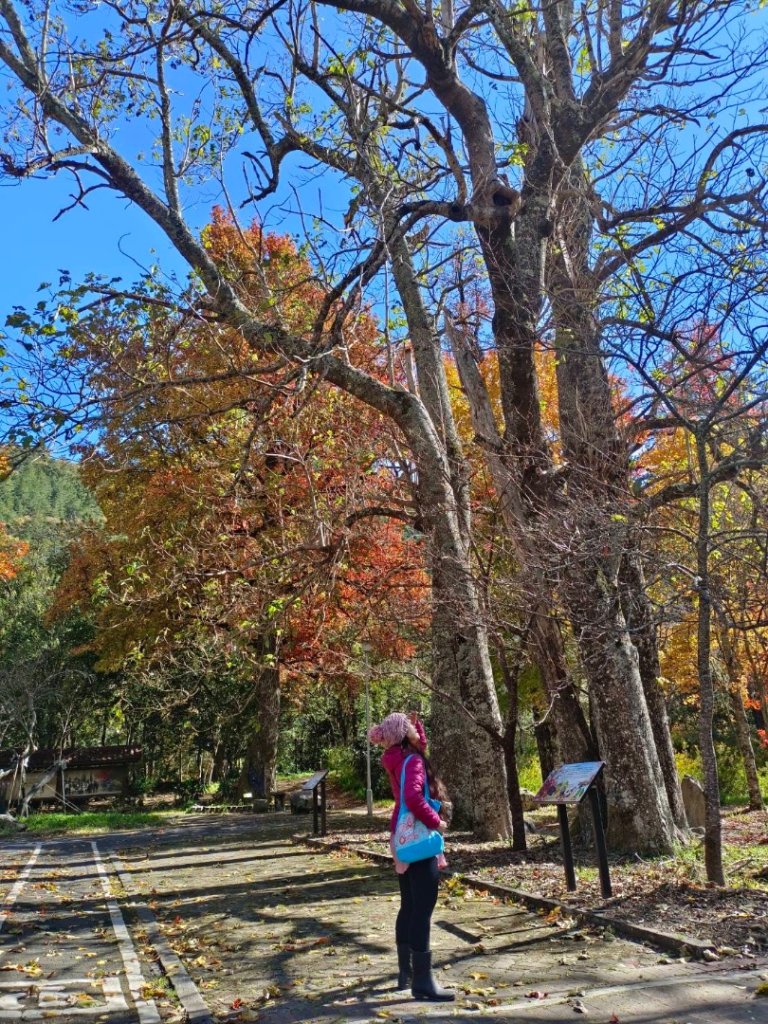 上武賞楓紅黃橙橙銀杏🍁_2667854